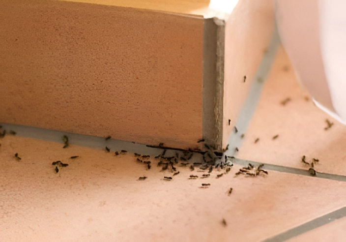 Ants Pest Control Services